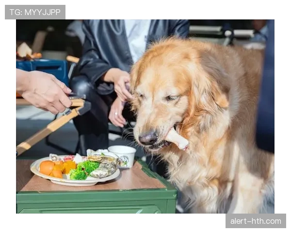 刘洋家的狗都比我家吃得好